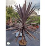 Cordyline ´PURPLE TOWER´ - veľkosť kmeňa 25-40cm, výška 140-160cm, kont. C18L (-12°C)